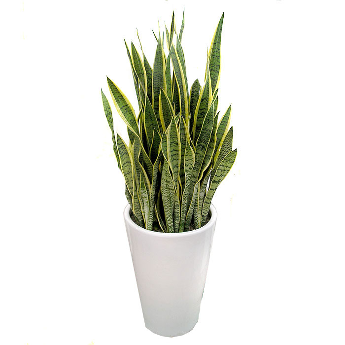 산세베리아 A형